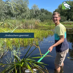 Emil fischt ein Exemplar einer Krebsschere, das ist eine Pflanze, die im Teich lebt, aus dem Wasser.