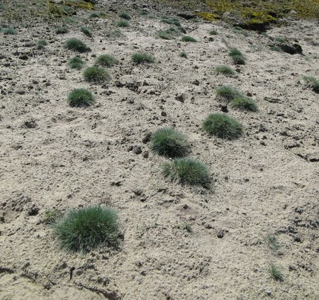 Silbergras (Corynephours canescens)
