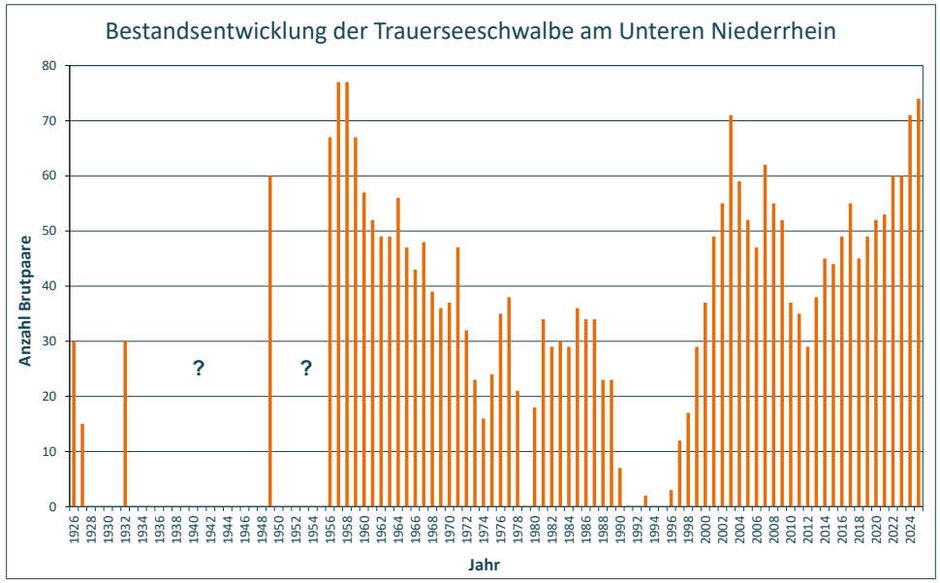 Bestandsentwicklung der Trauerseeschwalbe am Bienener Altrhein von 1926-2025 (ab 2000 zusammen mit dem Millinger Meer; ab 2012 inklusive Reeser Altrhein, ? = Zeitraum, in dem keine Erfassungen stattfanden)