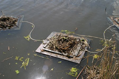 Mit Nestmaterial und Pflanzen präpariertes Floß