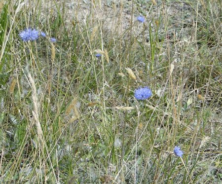 Berg-Sandglöckchen (Jasione montana)