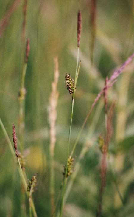 Saum-Segge (Carex hostiana)
