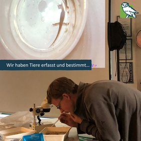 Emil schaut sich durch ein Mikroskop einen Teichmolch an.