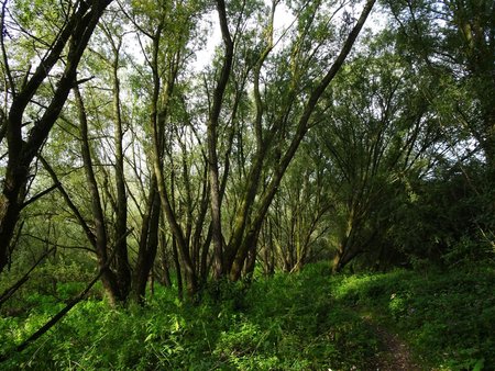 Großflächige Auwaldbereiche sind typisch für die Dornicksche Ward.
