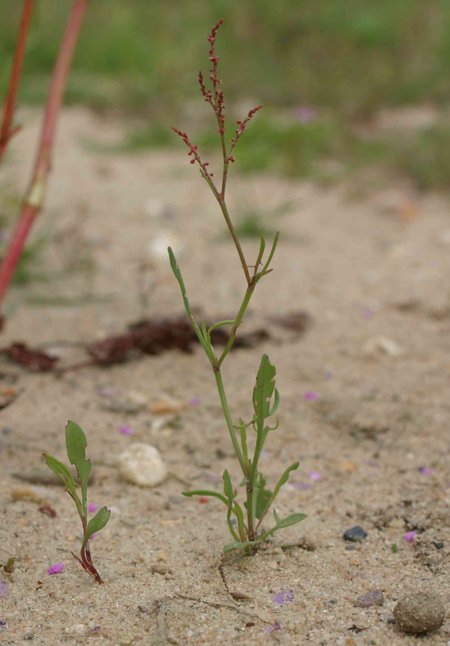 Kleiner Sauerampfer (Rumex acetosella)