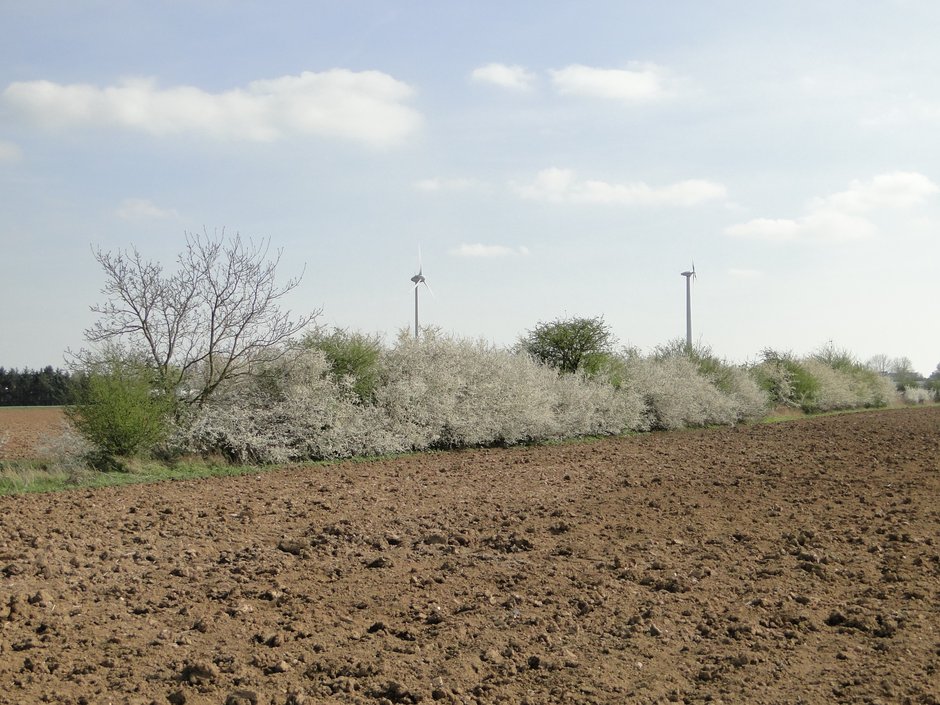 Das Foto zeigt einen Acker, in dessen Mitte eine Landschaftshecke steht. Auf dem Foto steht die Hecke in vollster Schlehenblüte.