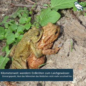 Kilometerweit wandern Erdkröten zum Laichgewässer. Einmal gepackt, lässt das Männchen das Weibchen nicht mehr so schnell los.