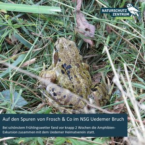 Auf den Spuren von Frosch & Co im NSG Uedemer Bruch.
