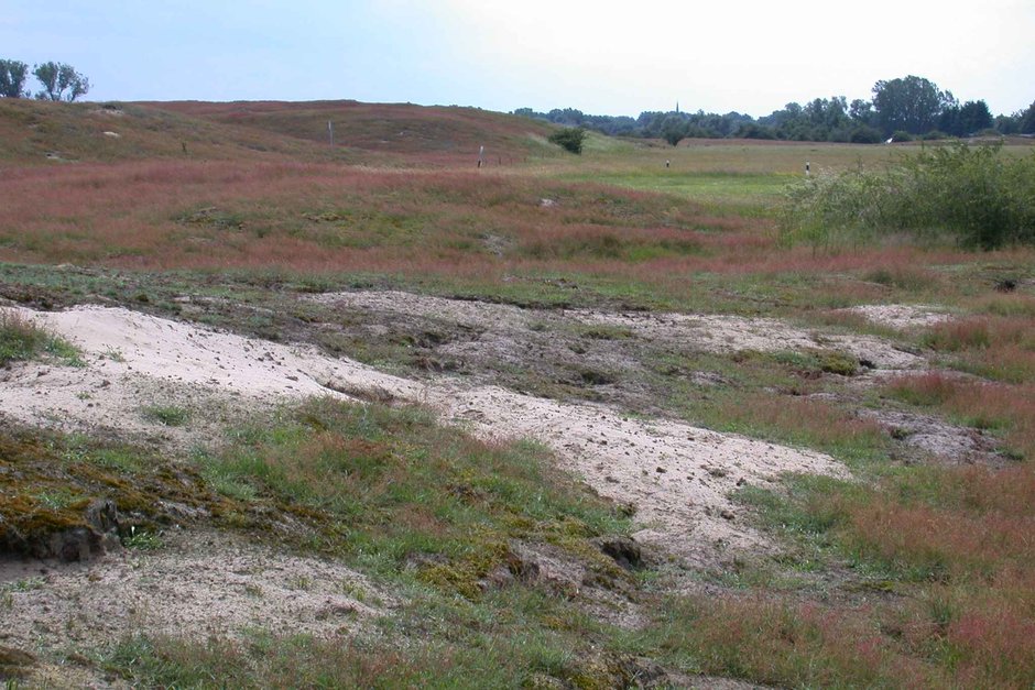Die Wisseler Düne im rötlichen Kleid des Kleinen Sauerampfers (Rumex acetosella).