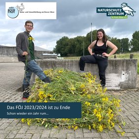 Emil und Svea posieren vor einem riesigen Haufen Jakobskreuzkraut, das sie kurz zuvor gerupft haben.