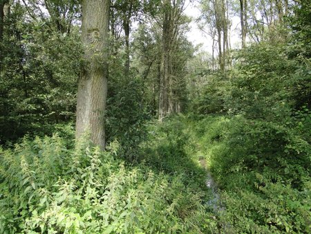 Wald