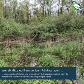 Wer ab Mitte April an sonnigen Frühlingstagen an naturnahen Teichen und krautreichen Kleingewässern steht, kann die werbenden Teichfrösche hören und wegspringen sehen. 