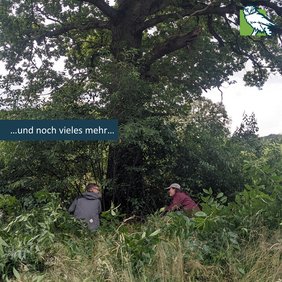 Svea und Emil beim Zurückdrängen von Traubenkirschen.