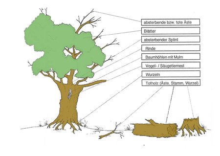 Abbildung Lebensräume im Kopfbaum
