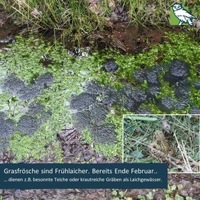 Grasfrösche sind Frühlaicher. Bereits Ende Februar dienen z.B. besonnte Teiche oder krautreiche Gräben als Laichgewässer.